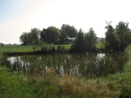 Teich mit Schilf und Bäumen